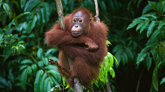 Tropski gozdovi proizvedejo 40-odstotkov svetovnega kisika